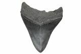 Serrated, Fossil Megalodon Tooth - South Carolina #208576-1